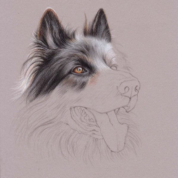 UART Tip: Drawing Fur with Colored Pencils – Step-by-Step